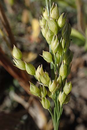 Panicum miliaceum subsp. ruderale \ Unkraut-Rispen-Hirse, A Siegendorf 24.9.2022