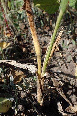 Panicum miliaceum subsp. ruderale \ Unkraut-Rispen-Hirse / Blackseeded Proso Millet, Broomcorn Millet, A Siegendorf 24.9.2022
