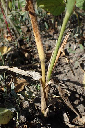 Panicum miliaceum subsp. ruderale \ Unkraut-Rispen-Hirse, A Siegendorf 24.9.2022