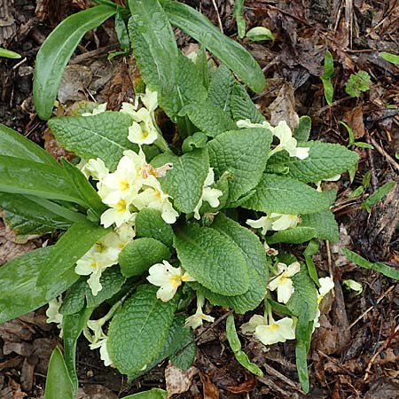 Primula vulgaris \ Stngellose Primel, Kissen-Primel, A Wien Höhenstraße 2.4.2023