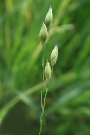 Panicum barbipulvinatum \ Ufer-Rispen-Hirse, A Seewinkel, Podersdorf 11.7.2023