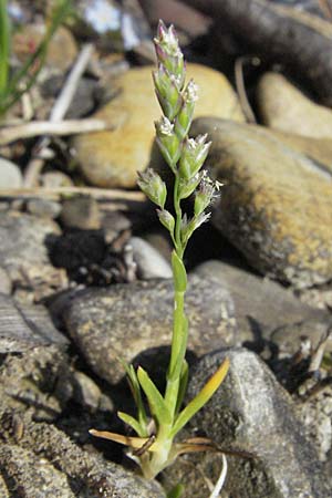 Poa supina \ Niedriges Rispengras, Lger-Rispengras / Supina Blue Grass, A Bregenz 21.4.2007