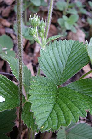 Fragaria moschata \ Zimt-Erdbeere, A Menauer Alm 31.5.2008