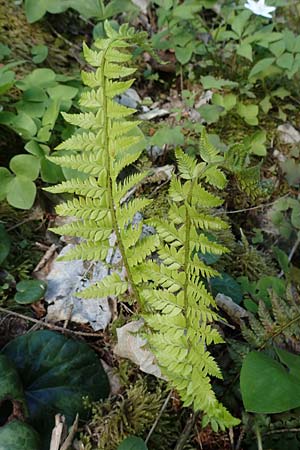 Polystichum setiferum \ Borstiger Schildfarn / Soft Shield Fern, A Kärnten/Carinthia, Gallizien 18.5.2016