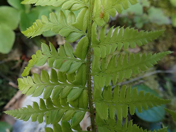 Polystichum setiferum \ Borstiger Schildfarn / Soft Shield Fern, A Kärnten/Carinthia, Gallizien 18.5.2016