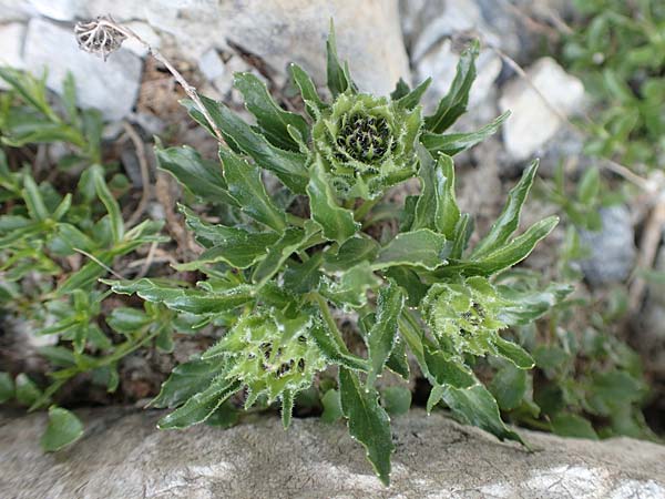 Phyteuma sieberi \ Dolomiten-Teufelskralle, Siebers Teufelskralle / Sieber's Rampion, A Osttirol, Porze 13.7.2019