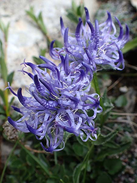 Phyteuma sieberi \ Dolomiten-Teufelskralle, Siebers Teufelskralle / Sieber's Rampion, A Osttirol, Porze 13.7.2019