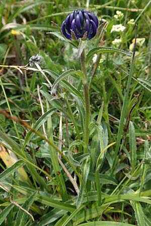 Phyteuma sieberi / Sieber's Rampion, A Rax 28.6.2020