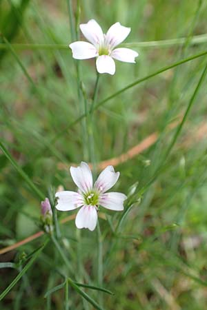 Petrorhagia saxifraga \ Steinbrech-Felsennelke, A Ternitz 2.7.2020