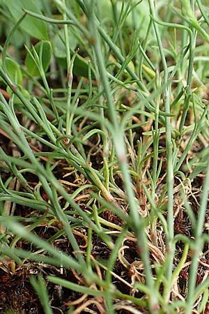 Petrorhagia saxifraga \ Steinbrech-Felsennelke, A Ternitz 2.7.2020