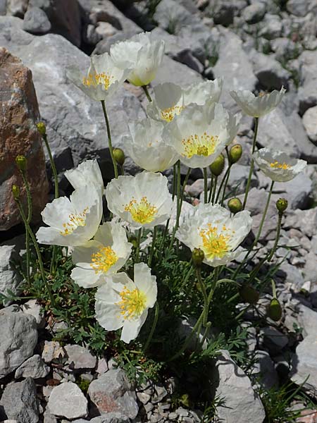 Papaver sendtneri \ Sendtners Alpen-Mohn / Salzburg Alpine Poppy, A Dachstein, Auretskar 7.7.2020