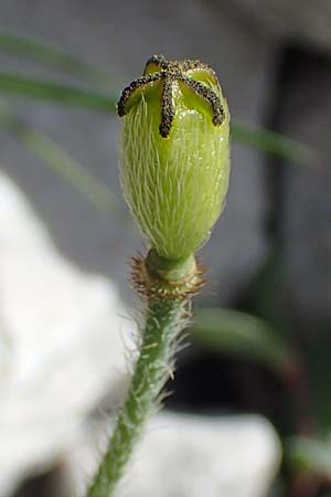 Papaver sendtneri \ Sendtners Alpen-Mohn / Salzburg Alpine Poppy, A Dachstein, Auretskar 7.7.2020