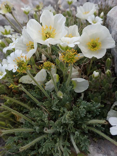 Papaver sendtneri \ Sendtners Alpen-Mohn / Salzburg Alpine Poppy, A Dachstein 10.7.2020