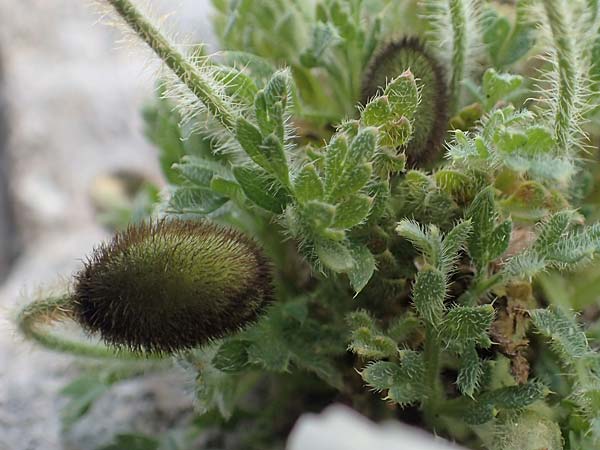 Papaver sendtneri \ Sendtners Alpen-Mohn / Salzburg Alpine Poppy, A Dachstein 10.7.2020