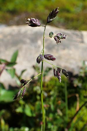 Poa supina \ Niedriges Rispengras, Lger-Rispengras / Supina Blue Grass, A Wölzer Tauern, Kleiner Zinken 24.7.2021