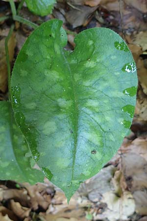 Pulmonaria officinalis \ Echtes Lungenkraut / Lungwort, A Deutschlandsberger Klause 30.6.2022