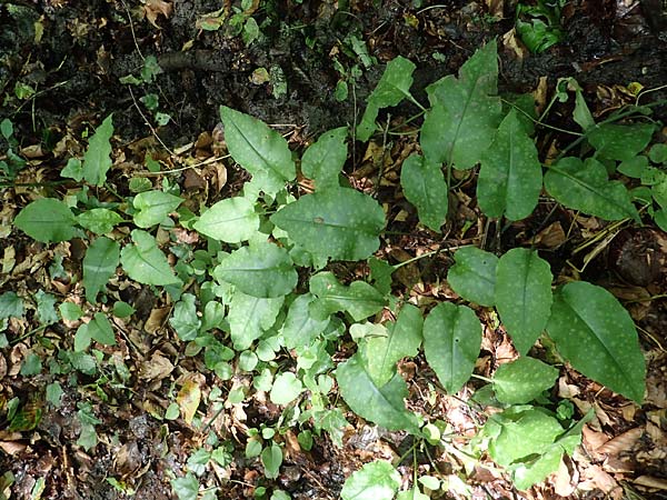 Pulmonaria officinalis \ Echtes Lungenkraut / Lungwort, A Deutschlandsberger Klause 30.6.2022