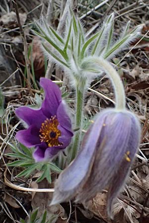 Pulsatilla styriaca \ Steirische Kuhschelle / Styrian Pasque-Flower, A Leoben 8.3.2024