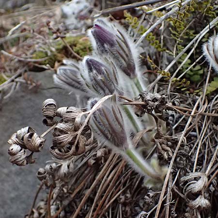 Pulsatilla styriaca \ Steirische Kuhschelle / Styrian Pasque-Flower, A Leoben 8.3.2024