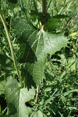 Phlomis tuberosa \ Knollen-Brandkraut / Tuberous Jerusalem Sage, A Gumpoldskirchen 15.5.2022