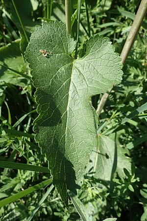 Phlomis tuberosa \ Knollen-Brandkraut, A Gumpoldskirchen 15.5.2022