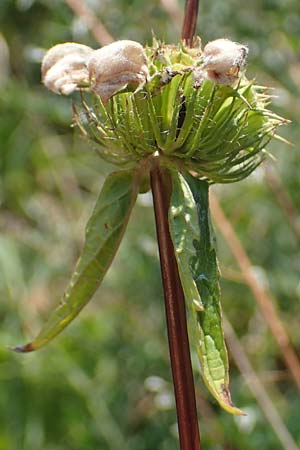 Phlomis tuberosa \ Knollen-Brandkraut, A Gumpoldskirchen 9.7.2023