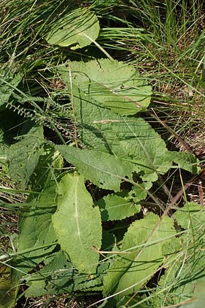 Phlomis tuberosa \ Knollen-Brandkraut / Tuberous Jerusalem Sage, A Gumpoldskirchen 9.7.2023