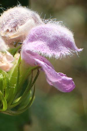 Phlomis tuberosa \ Knollen-Brandkraut, A Gumpoldskirchen 9.7.2023