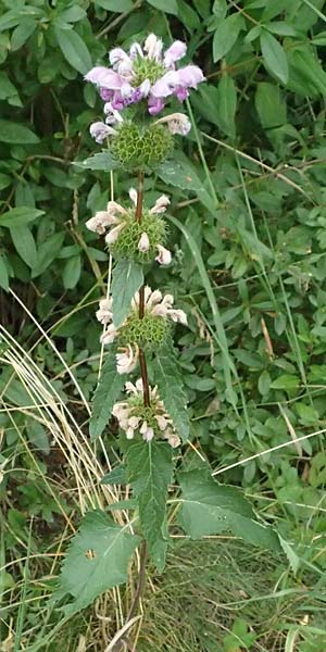 Phlomis tuberosa \ Knollen-Brandkraut, A Weinviertel,  Goggendorf 10.7.2023