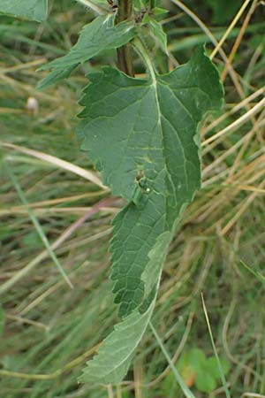 Phlomis tuberosa \ Knollen-Brandkraut, A Weinviertel,  Goggendorf 10.7.2023