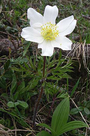 Pulsatilla alpina subsp. austriaca \ sterreicher Alpen-Kuhschelle / Austrian Alpine Pasque-Flower, A Malta - Tal / Valley 7.6.2008