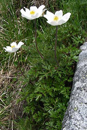 Pulsatilla alpina subsp. austriaca \ sterreicher Alpen-Kuhschelle / Austrian Alpine Pasque-Flower, A Malta - Tal / Valley 7.6.2008