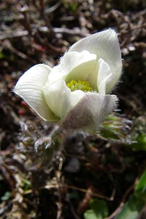 Pulsatilla vernalis \ Frhlings-Kuhschelle, Pelz-Anemone / Spring Pasque-Flower, A Malta - Tal / Valley 7.6.2008