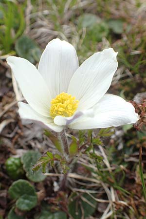 Pulsatilla vernalis \ Frhlings-Kuhschelle, Pelz-Anemone / Spring Pasque-Flower, A Kärnten/Carinthia, Koralpe 21.5.2016