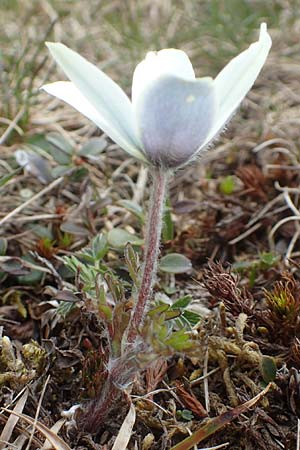 Pulsatilla vernalis \ Frhlings-Kuhschelle, Pelz-Anemone / Spring Pasque-Flower, A Kärnten/Carinthia, Koralpe 21.5.2016