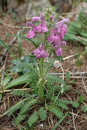 Pedicularis verticillata \ Quirlblttriges Lusekraut / Verticillate Lousewort, A Trenchtling 3.7.2019