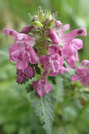 Pedicularis verticillata \ Quirlblttriges Lusekraut / Verticillate Lousewort, A Trenchtling 3.7.2019