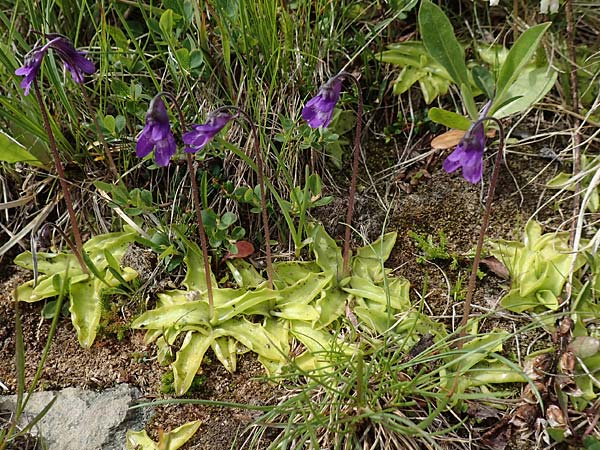 Pinguicula vulgaris \ Gemeines Fettkraut / Common Butterwort, A Osttirol, Golzentipp 12.7.2019