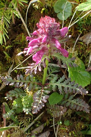 Pedicularis verticillata \ Quirlblttriges Lusekraut / Verticillate Lousewort, A Rax 28.6.2020