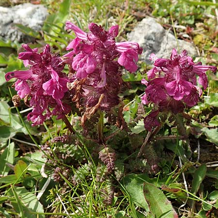 Pedicularis verticillata \ Quirlblttriges Lusekraut / Verticillate Lousewort, A Rax 28.6.2020