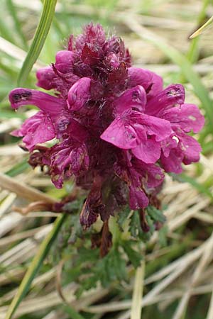 Pedicularis verticillata \ Quirlblttriges Lusekraut / Verticillate Lousewort, A Rax 28.6.2020