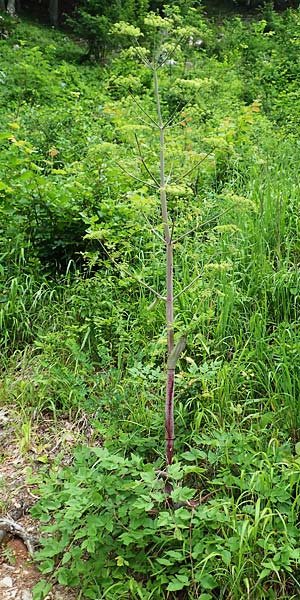 Peucedanum verticillare \ Riesen-Haarstrang, Quirliger Haarstrang / Giant Hog's Fennel, A Weichtal-Klamm 1.7.2020