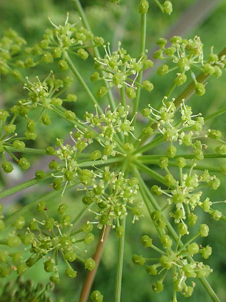 Peucedanum verticillare \ Riesen-Haarstrang, Quirliger Haarstrang / Giant Hog's Fennel, A Weichtal-Klamm 1.7.2020