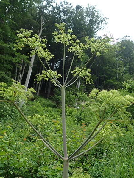 Peucedanum verticillare \ Riesen-Haarstrang, Quirliger Haarstrang / Giant Hog's Fennel, A Weichtal-Klamm 1.7.2020