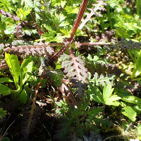 Pedicularis verticillata \ Quirlblttriges Lusekraut / Verticillate Lousewort, A Tauplitz-Alm 5.7.2020