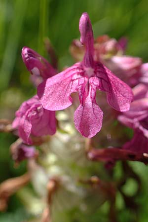 Pedicularis verticillata \ Quirlblttriges Lusekraut / Verticillate Lousewort, A Tauplitz-Alm 5.7.2020