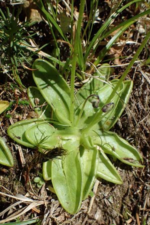 Pinguicula vulgaris \ Gemeines Fettkraut / Common Butterwort, A Seetaler Alpen, Zirbitzkogel 28.6.2021
