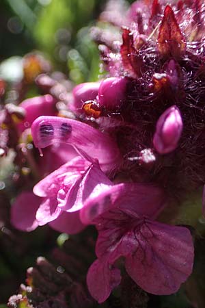 Pedicularis verticillata \ Quirlblttriges Lusekraut / Verticillate Lousewort, A Seetaler Alpen, Zirbitzkogel 28.6.2021