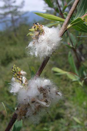 Salix purpurea \ Purpur-Weide / Purple Willow, A Reutte 25.5.2008