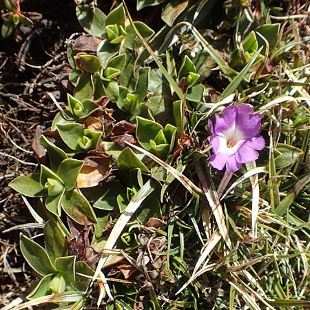 Primula wulfeniana \ Wulfen-Primel, A Kärnten, Hochstuhl 17.5.2016